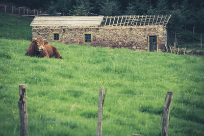 View of a cow on field