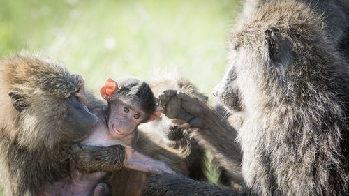 Close-up of monkey