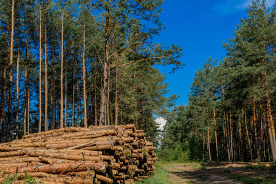 Trees in forest