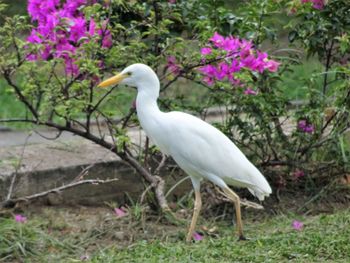 White bird perching on a flower