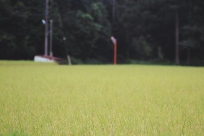 Trees on grassy field