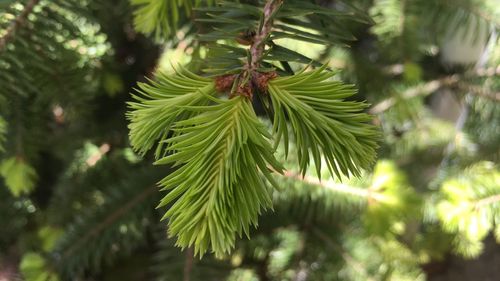Close-up of pine tree