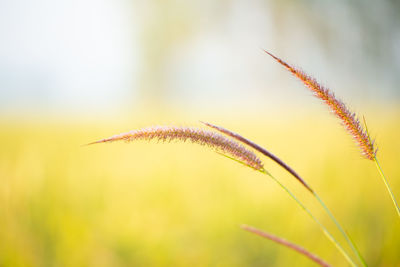 Close-up of stalks against blurred background