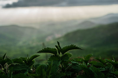 Detail shot of leaves against blurred background