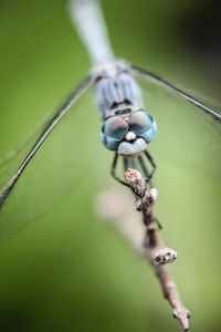 Close-up of insect on plant