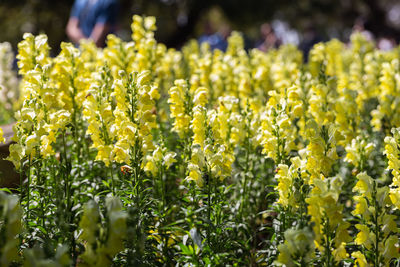 Close-up of yellow flowering plants on field