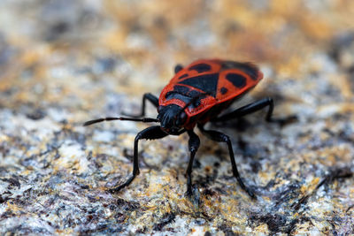 Close-up of insect