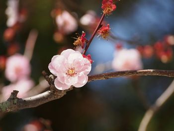 Close-up of pink flowers