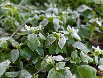 Close-up of green plants