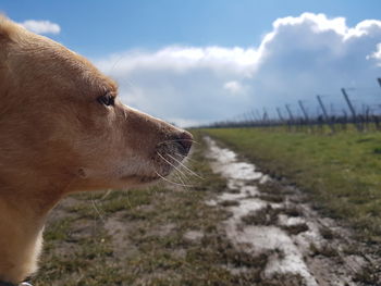 Close-up of dog looking away on field