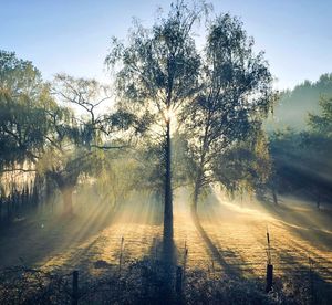 Sunlight streaming through trees in forest against sky