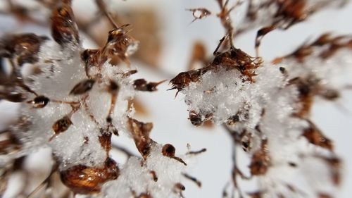 Close-up of frozen ice