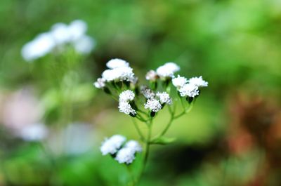 Close-up of white flowers