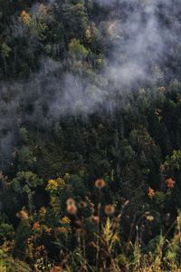 High angle view of trees in forest