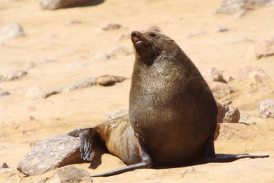 High angle view of seal on rock at beach