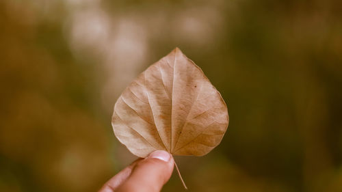 Close-up of hand holding dry leaf