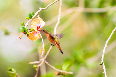 Close-up of hummingbird collecting nectar from hibiscus