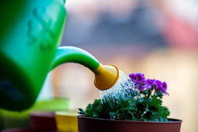 Close-up of potted plant on table