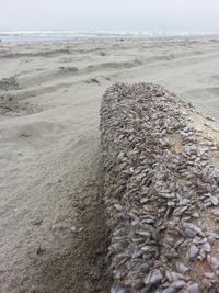 Surface level of sand on beach against sky