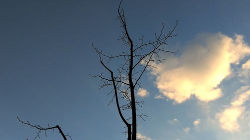 Low angle view of bare tree against sky