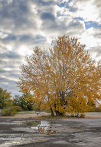 Trees growing on field against sky during autumn