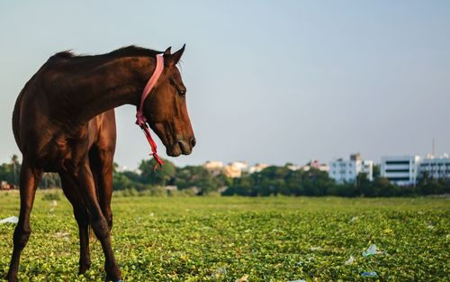 Side view of horse on field against sky