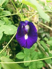 Close-up of purple flower