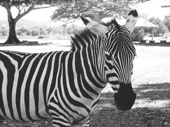 Zebras zebra on tree