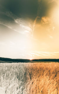 Scenic view of field against sky at sunset