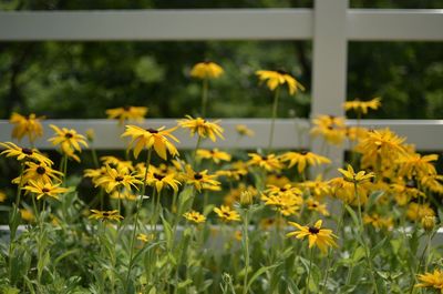 Close-up of yellow flowering plants on field