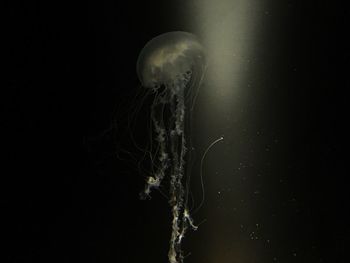 Close-up of jellyfish swimming in sea