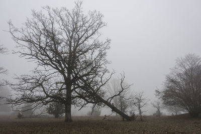 Bare tree on field against clear sky