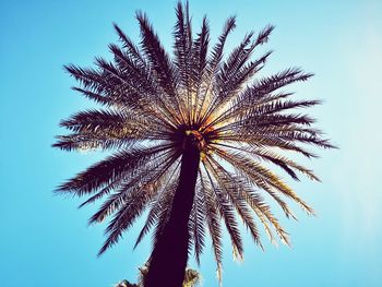 Low angle view of palm tree against blue sky