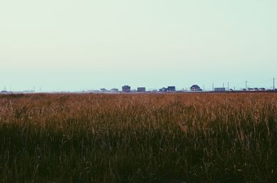 Scenic view of field against clear sky