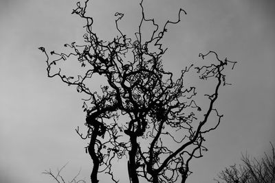 Low angle view of bare trees against sky