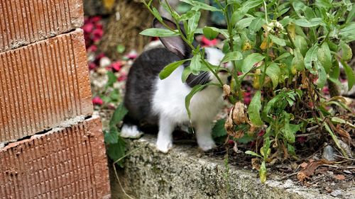 Cat looking away