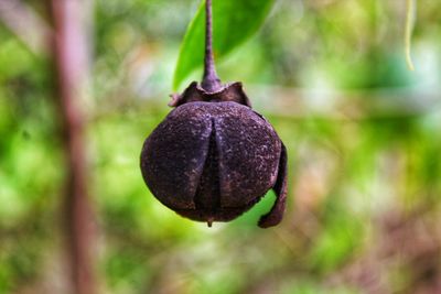 Close-up of fruit hanging on plant