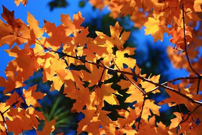 Close-up of maple tree during autumn