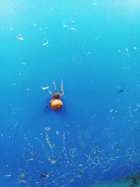 High angle view of jellyfish in water