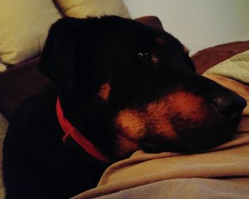 Close-up of dog resting on sofa