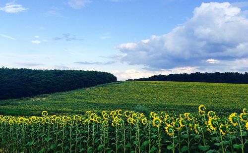 Scenic view of field against clear sky