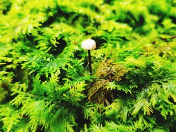 Close-up of mushrooms growing on plant