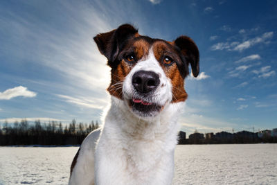 Close-up of dog looking at camera against sky