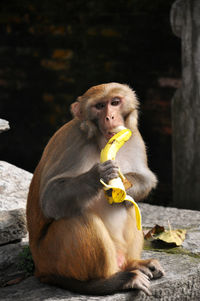 Monkey eating banana at temple