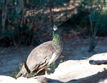 Close-up of bird perching on a tree