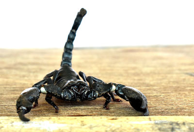 Close-up of insect on wood