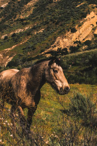 View of a wild horse in mountains