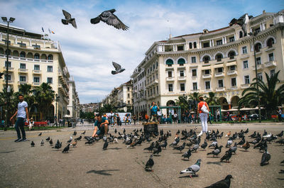 Flock of seagulls flying in city