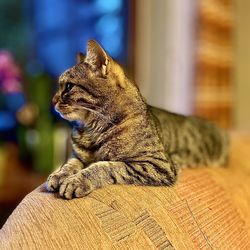 Close-up of a cat looking away