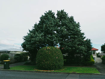 Trees growing by road against clear sky